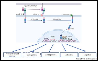 The Role of Notch and Wnt Signaling in MSC Communication in Normal and Leukemic Bone Marrow Niche